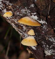 Image of Crepidotus stromaticus (Cooke & Massee) Sacc. 1887