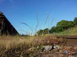 Image of rat's-tail fescue