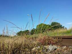 Image of rat's-tail fescue