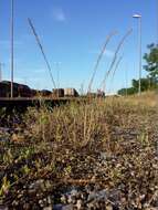 Image of rat's-tail fescue