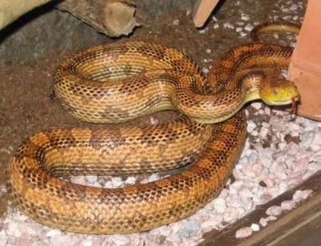 Image of Rat snakes