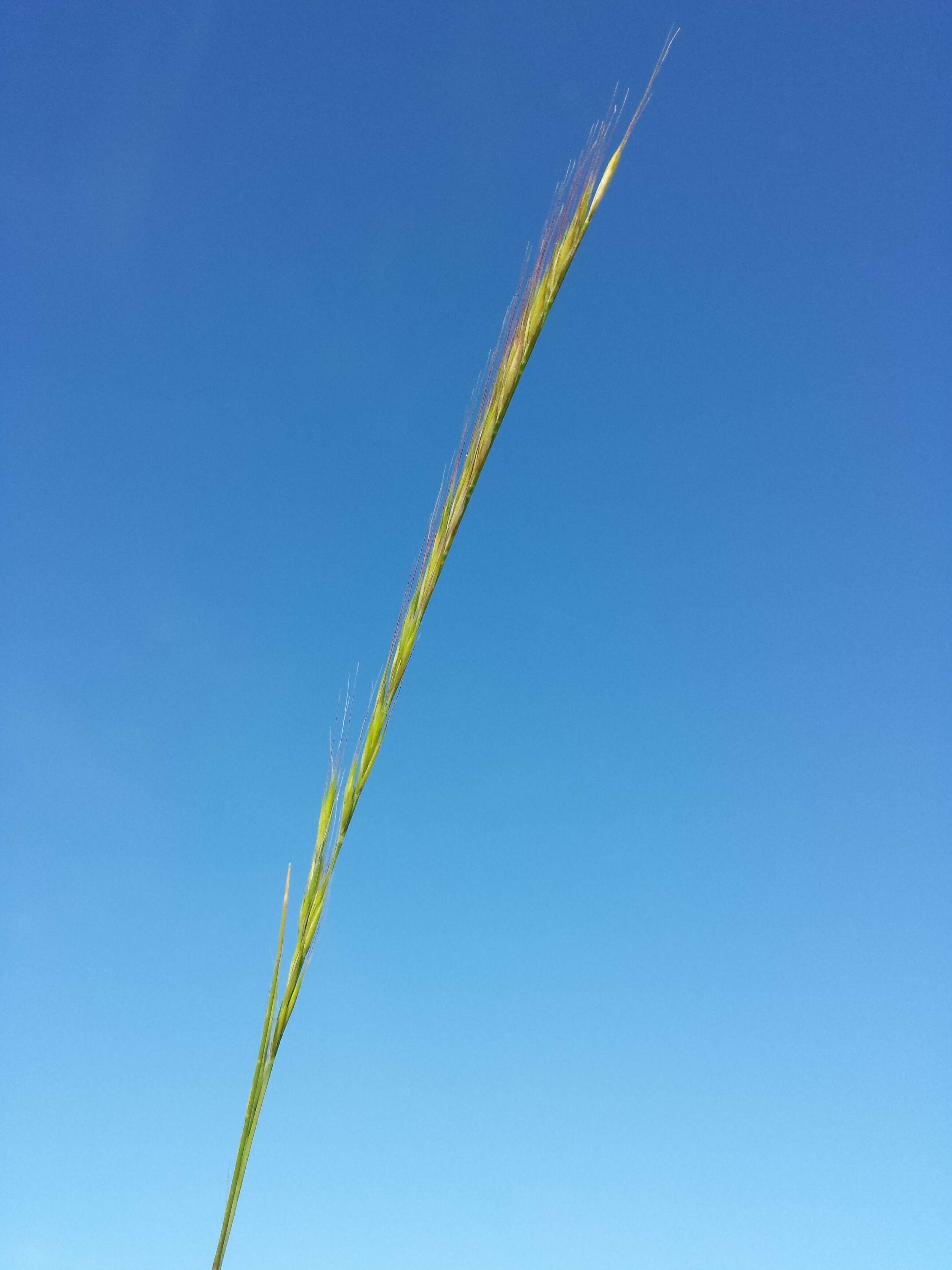 Image of rat's-tail fescue