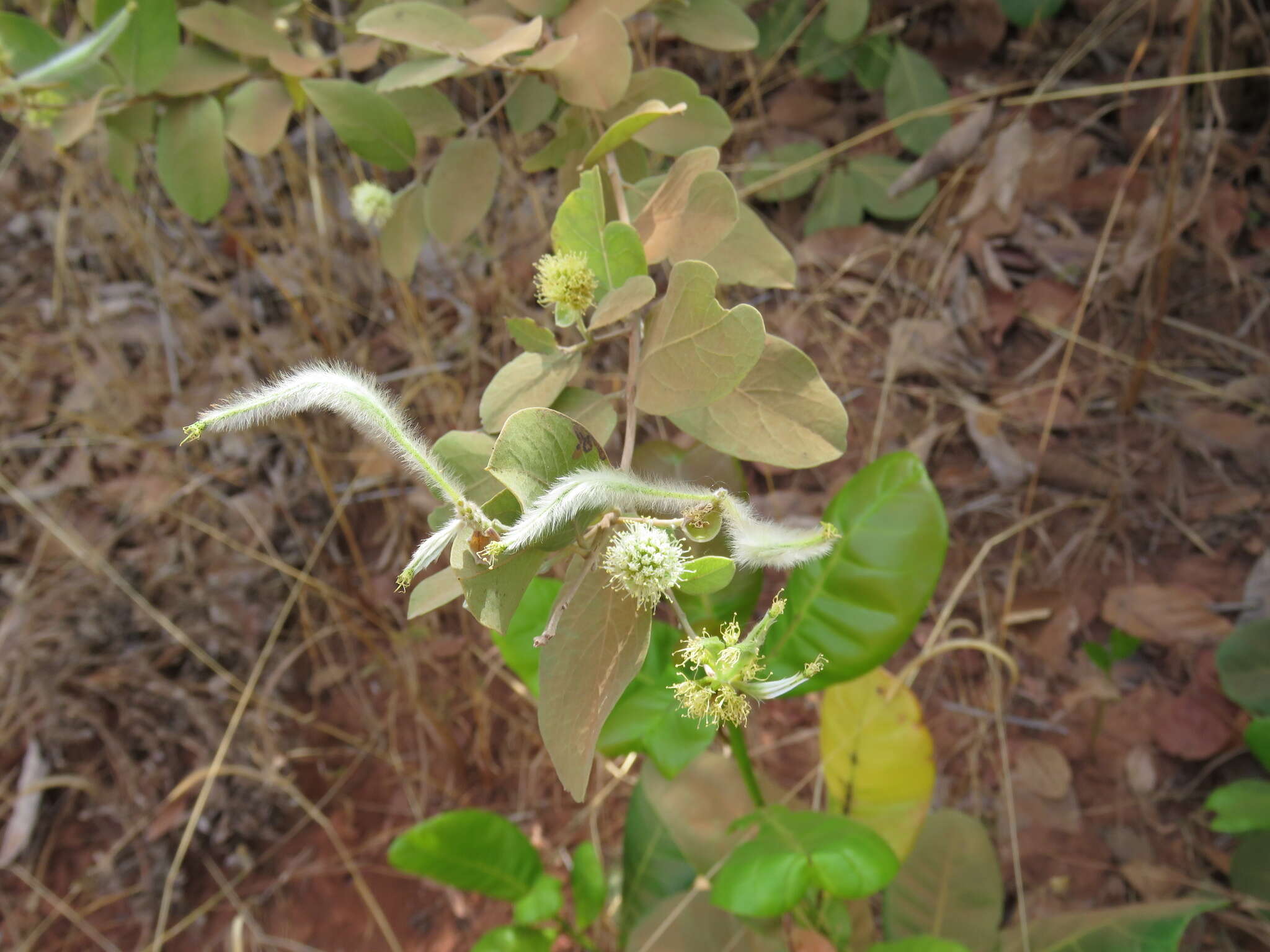 Слика од Guiera senegalensis J. F. Gmel.