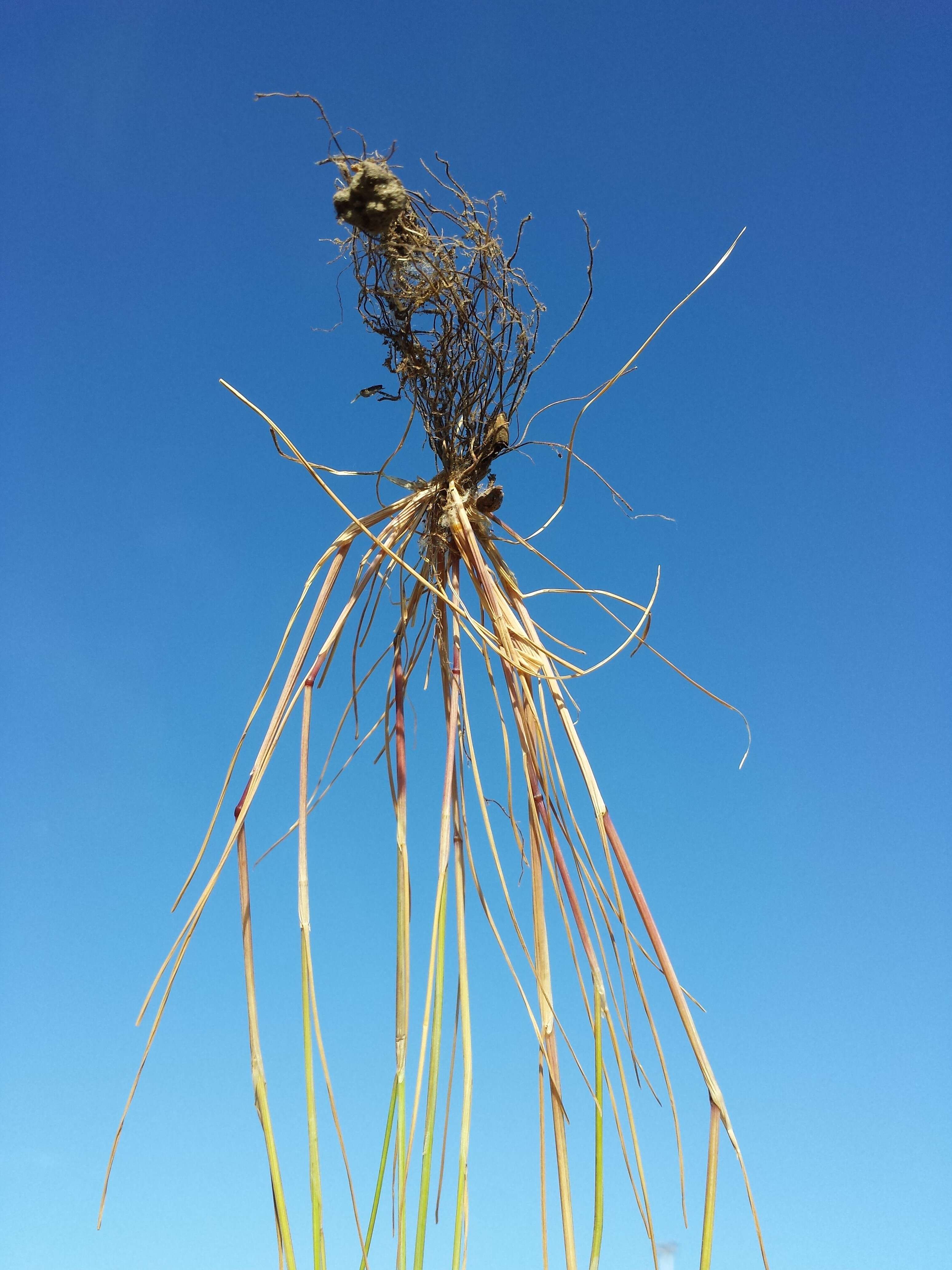 Image of rat's-tail fescue