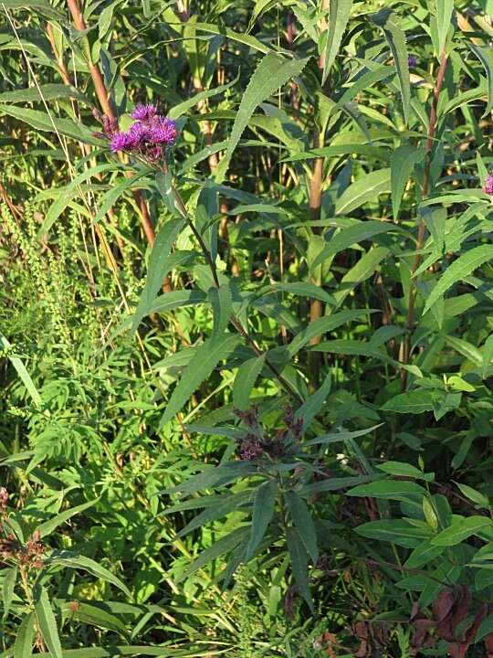 Image of prairie ironweed