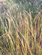 Image of rat's-tail fescue