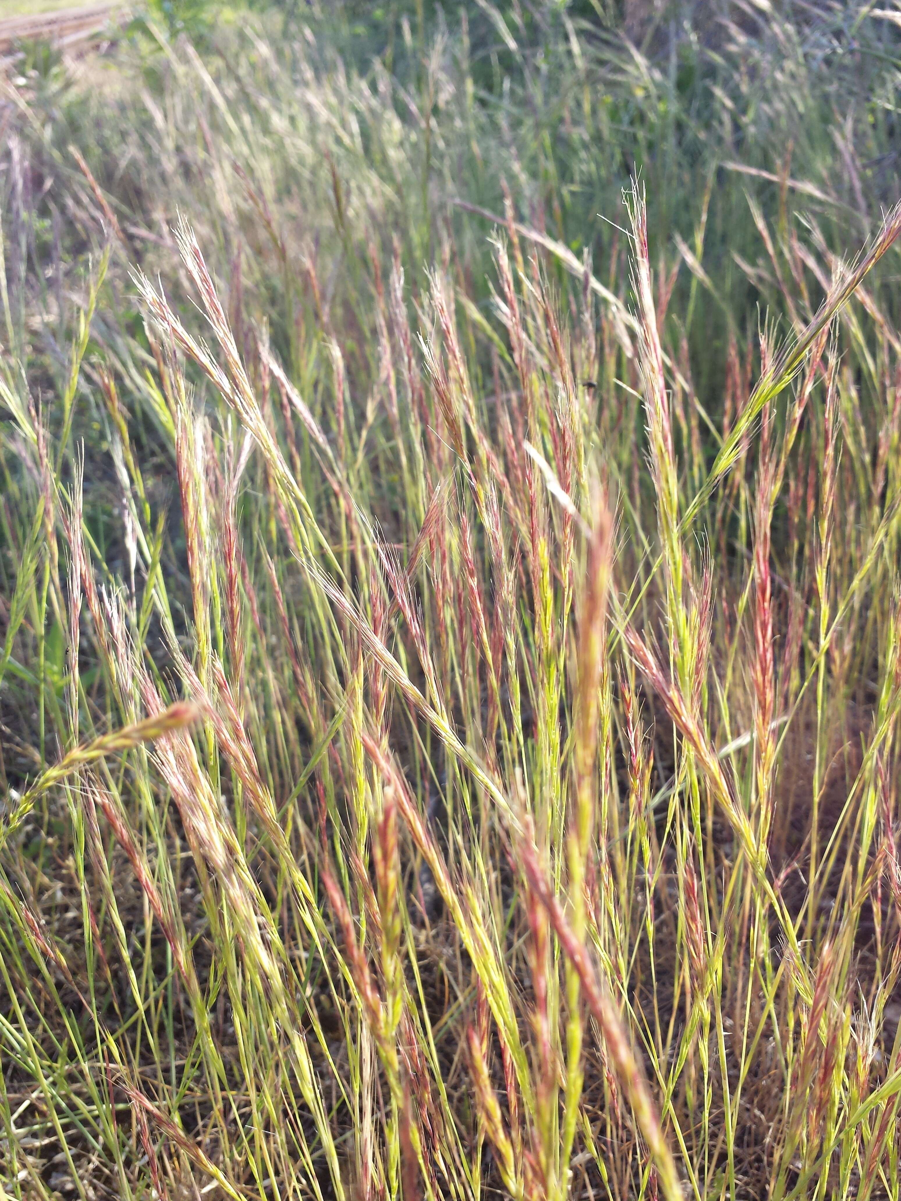 Image of rat's-tail fescue