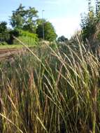 Image of rat's-tail fescue