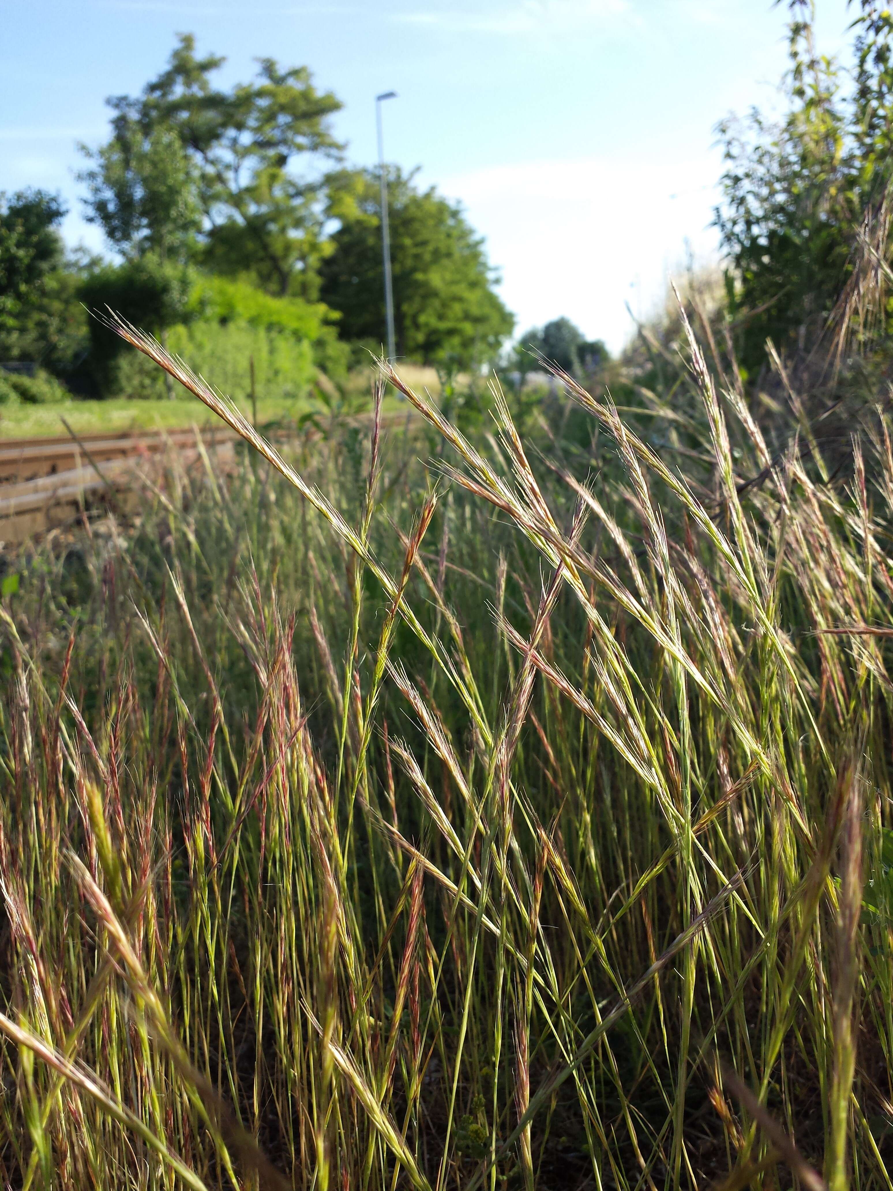 Image of rat's-tail fescue