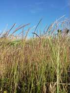 Image of rat's-tail fescue