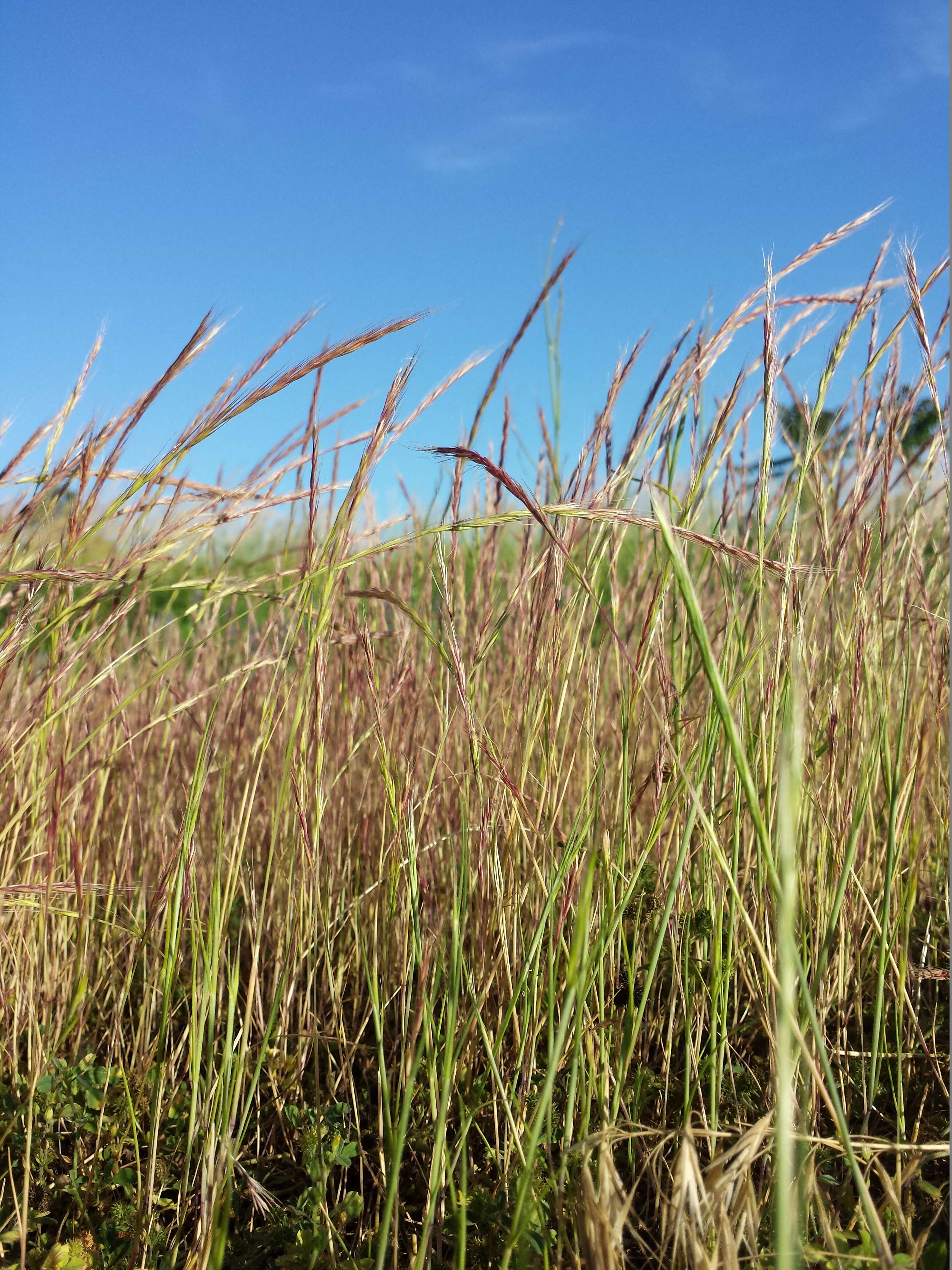 Image of rat's-tail fescue