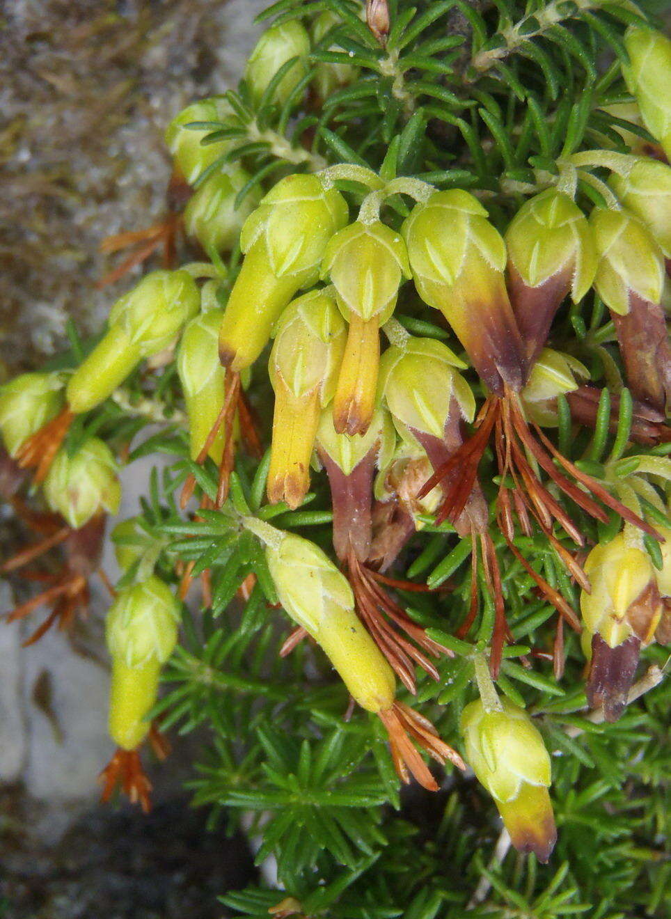 Image of Erica coccinea subsp. coccinea