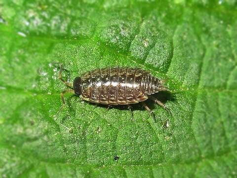 Image of Philoscia Latreille 1804