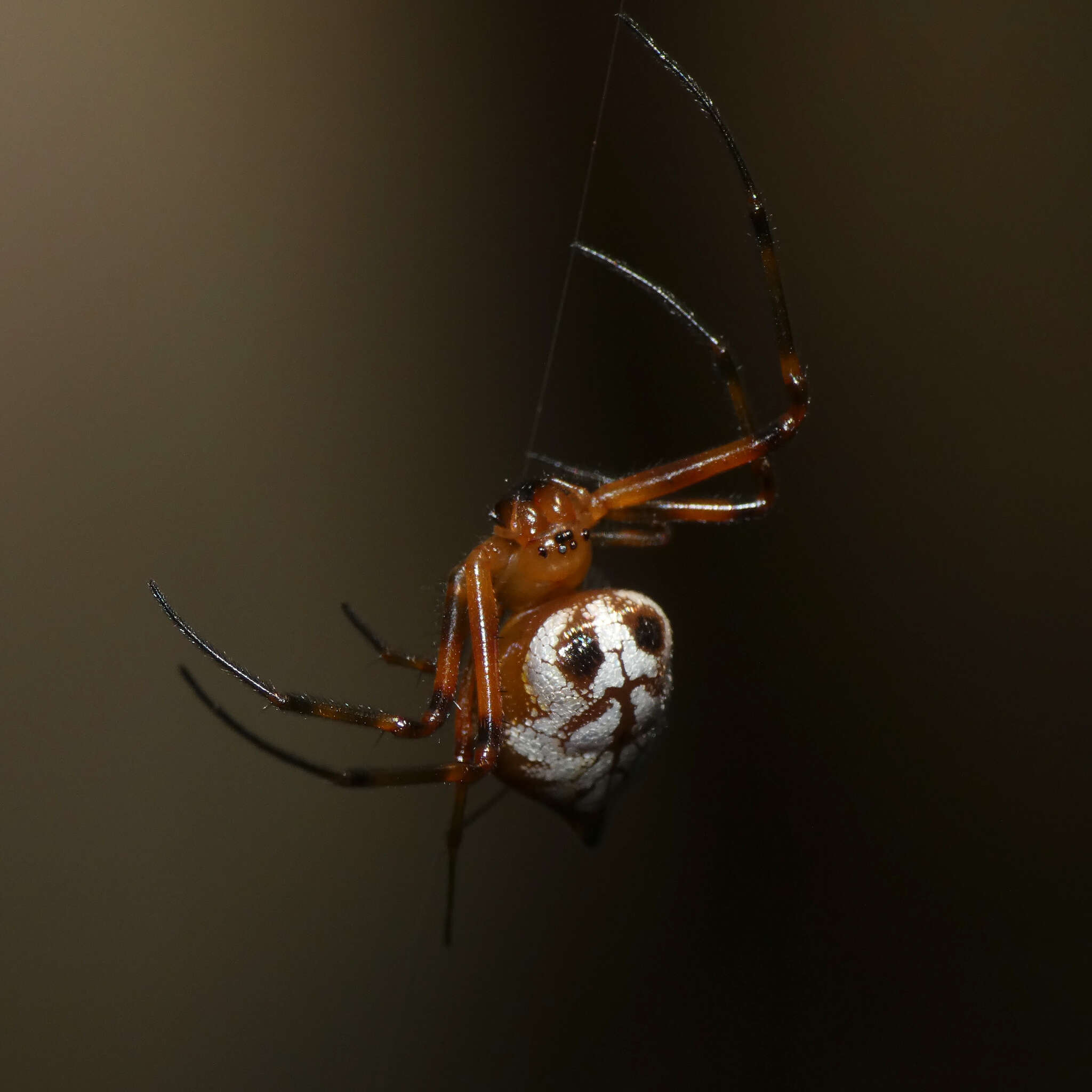 Image of Leucauge medjensis Lessert 1930