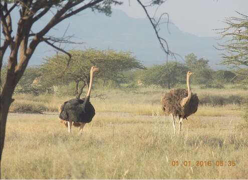 Image of ostriches