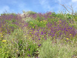 Image of Parry's phacelia