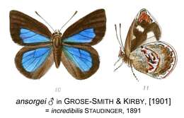 Image of Iridana incredibilis (Staudinger 1891)