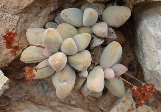 Image of Crassula elegans Schönl. & Baker fil.