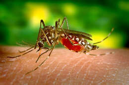 Image of Dengue fever mosquito