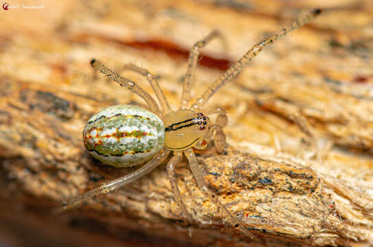 Image of Enoplognatha molesta O. Pickard-Cambridge 1904