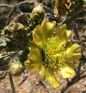 Imagem de Cylindropuntia thurberi (Engelm.) F. M. Knuth