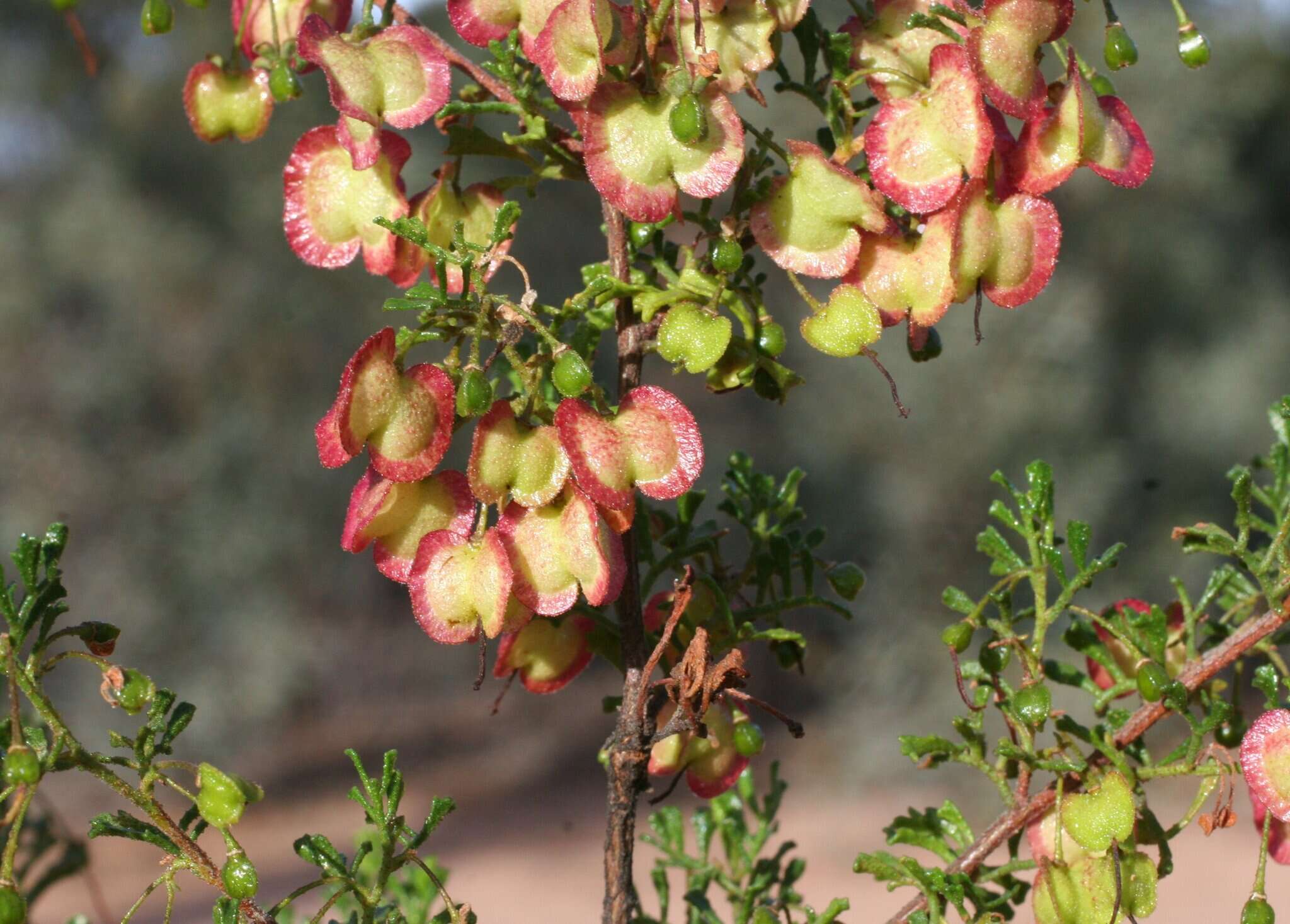 Image de Dodonaea concinna Benth.