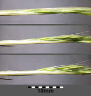 Image of rat's-tail fescue