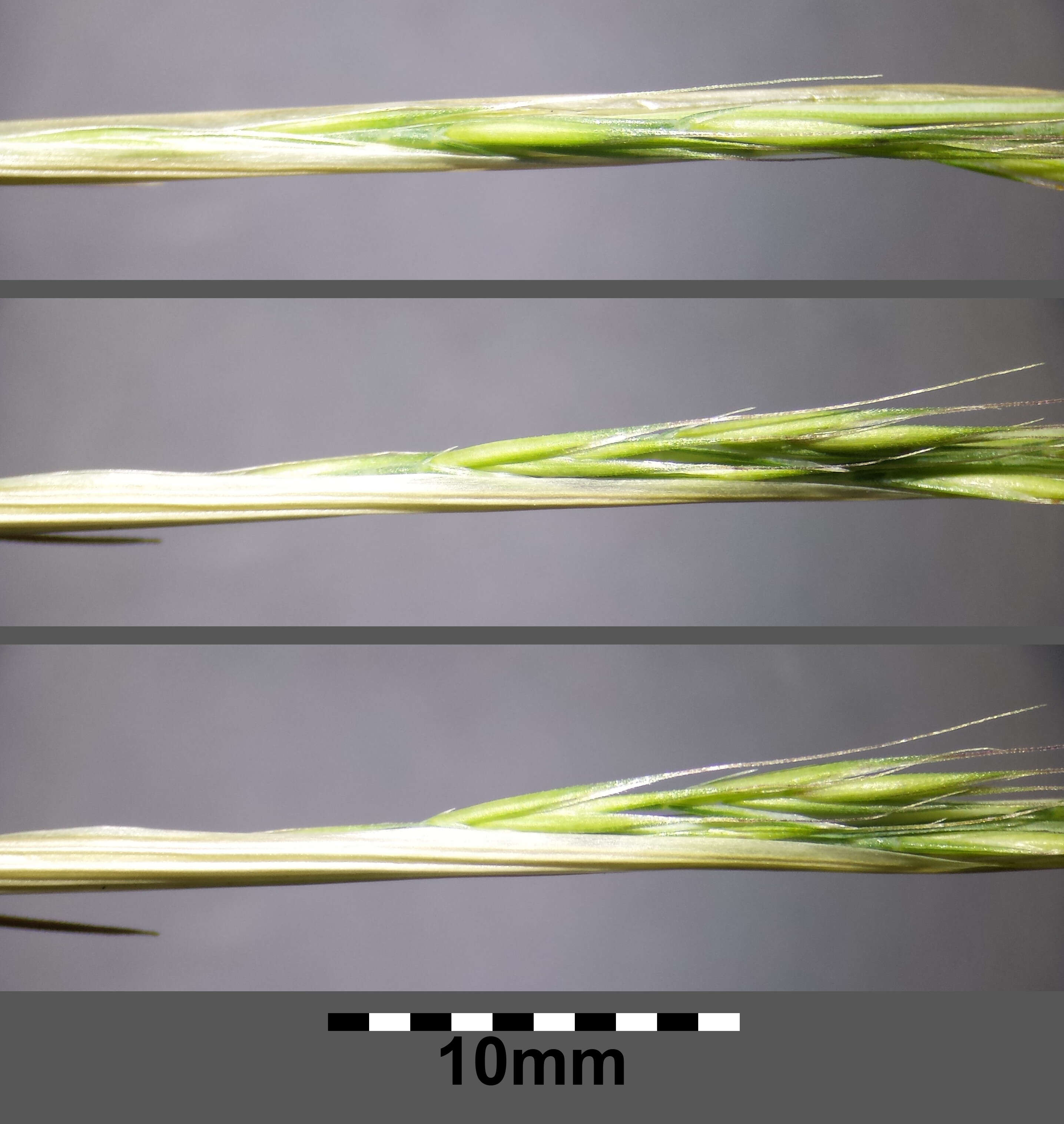 Image of rat's-tail fescue