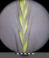 Image of rat's-tail fescue