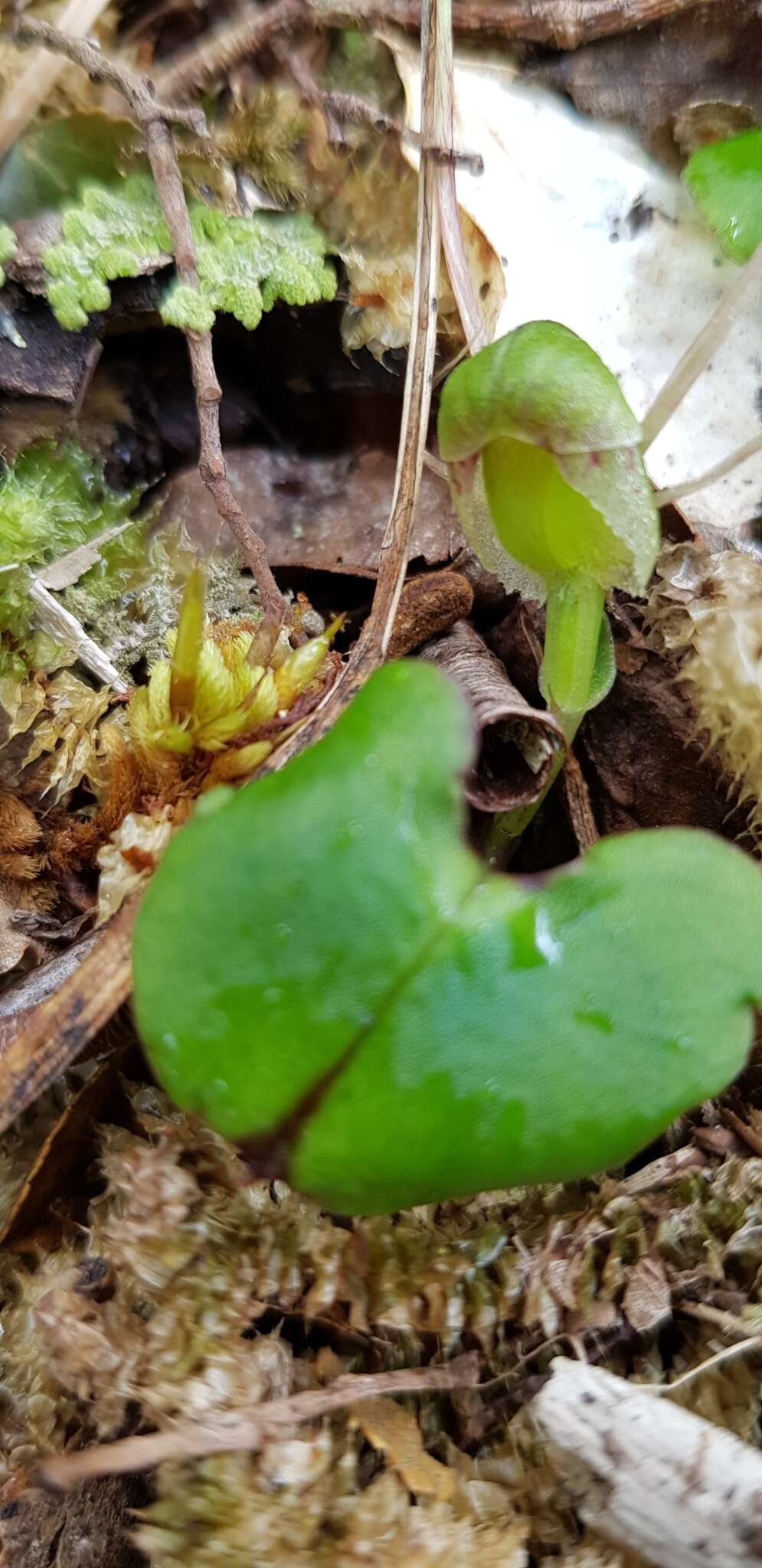 Image of Zeller's spider orchid