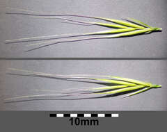 Image of rat's-tail fescue