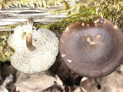 Image of Lentinus longiporus (Audet, Boulet & Sirard) Zmitr. & Kovalenko 2016