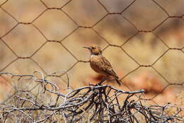 Imagem de Chersomanes Cabanis 1851