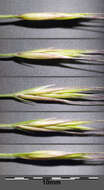 Image of rat's-tail fescue