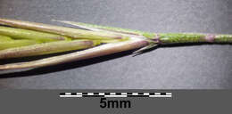 Image of rat's-tail fescue