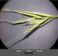 Image of rat's-tail fescue