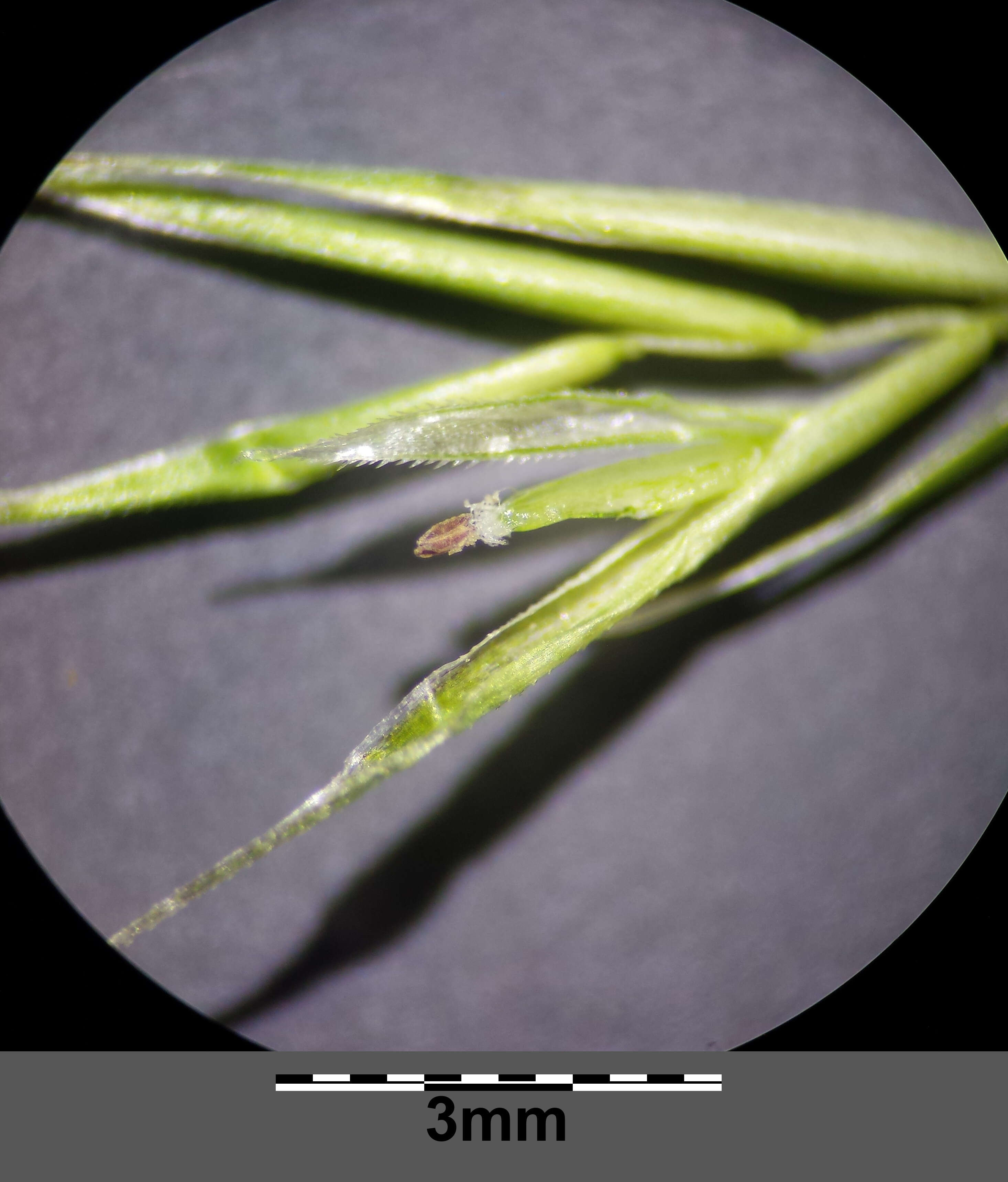 Image of rat's-tail fescue