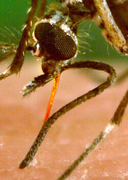 Image of Dengue fever mosquito