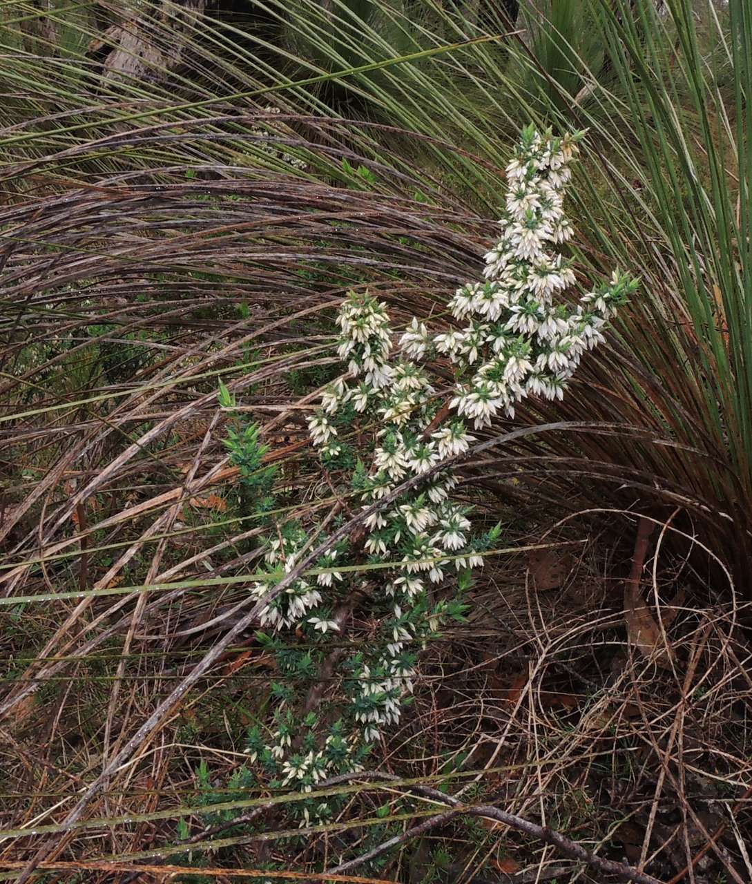 Image of Styphelia fletcheri subsp. brevisepala