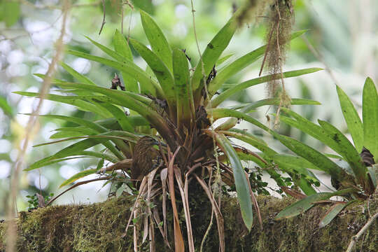 Image of Strong-billed Woodcreeper