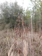 Plancia ëd Cornus asperifolia Michx.