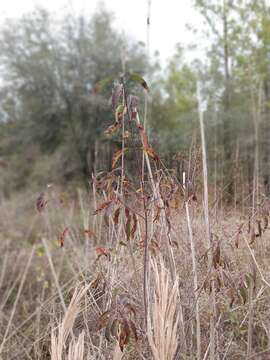 Image de Cornus asperifolia Michx.