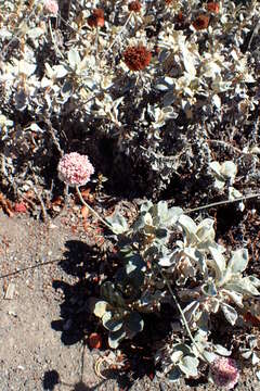 Image of seaside buckwheat