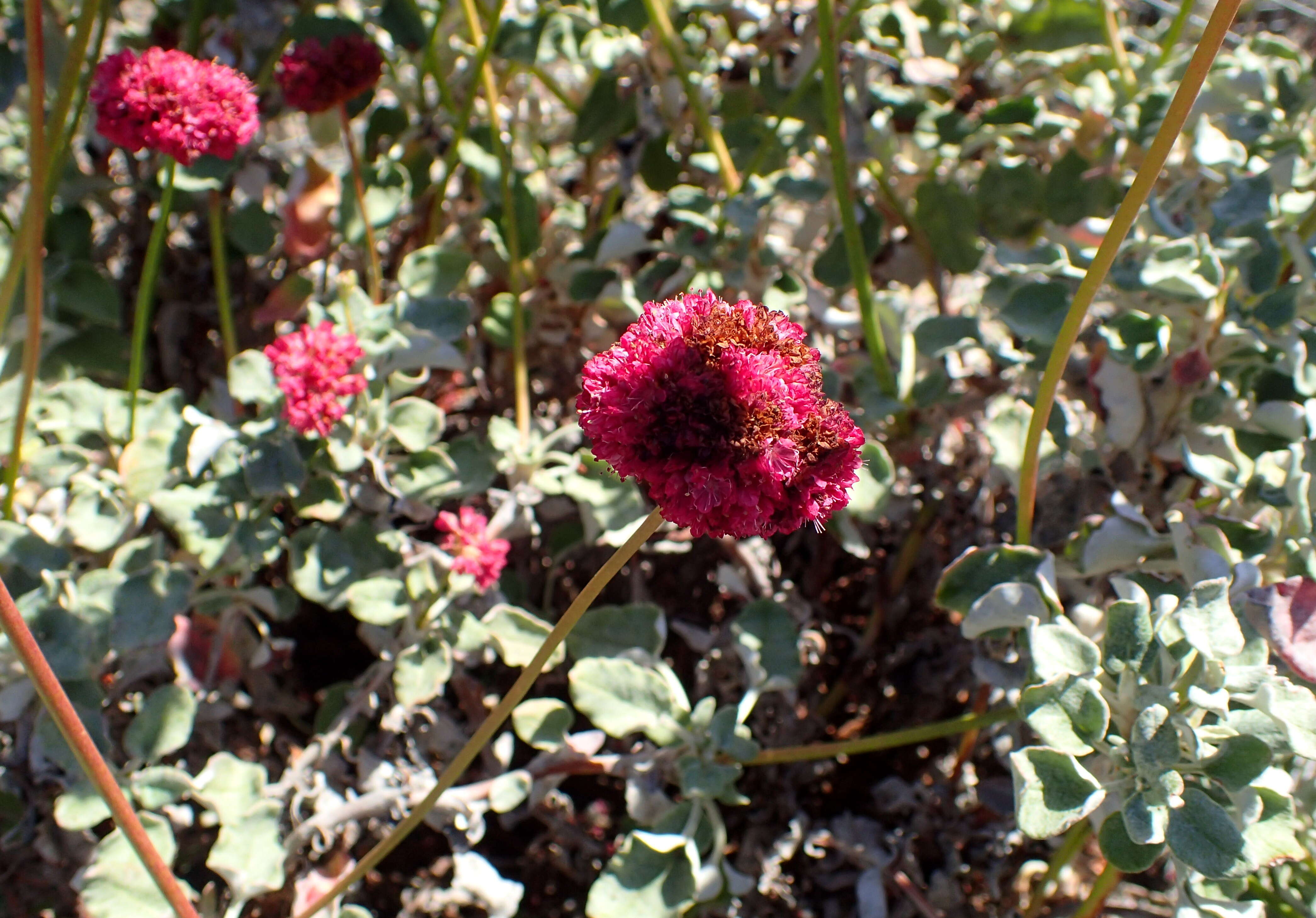 Image de Eriogonum grande Greene