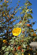 Image of California flannelbush