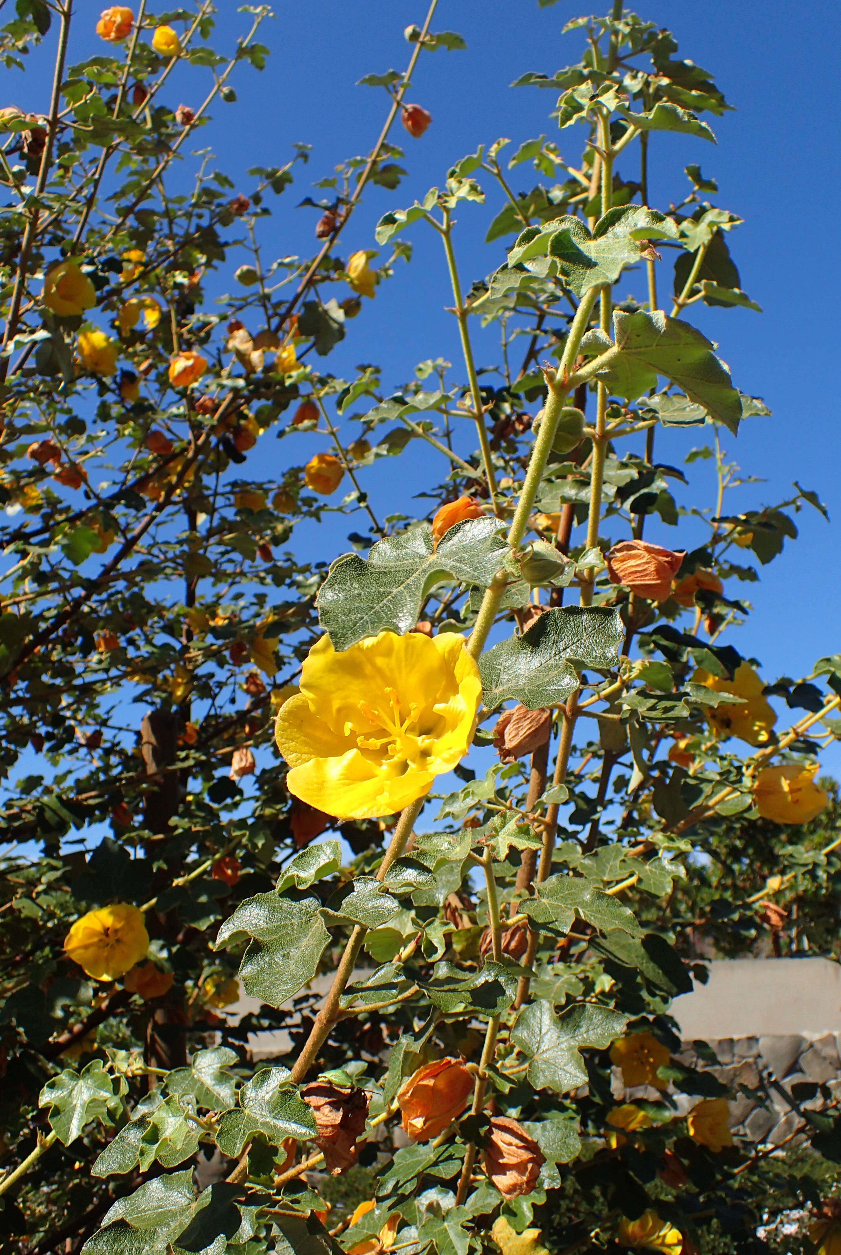 Sivun Fremontodendron californicum (Torr.) Coult. kuva