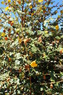 Image of California flannelbush