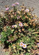 Слика од Erigeron glaucus Ker-Gawl.