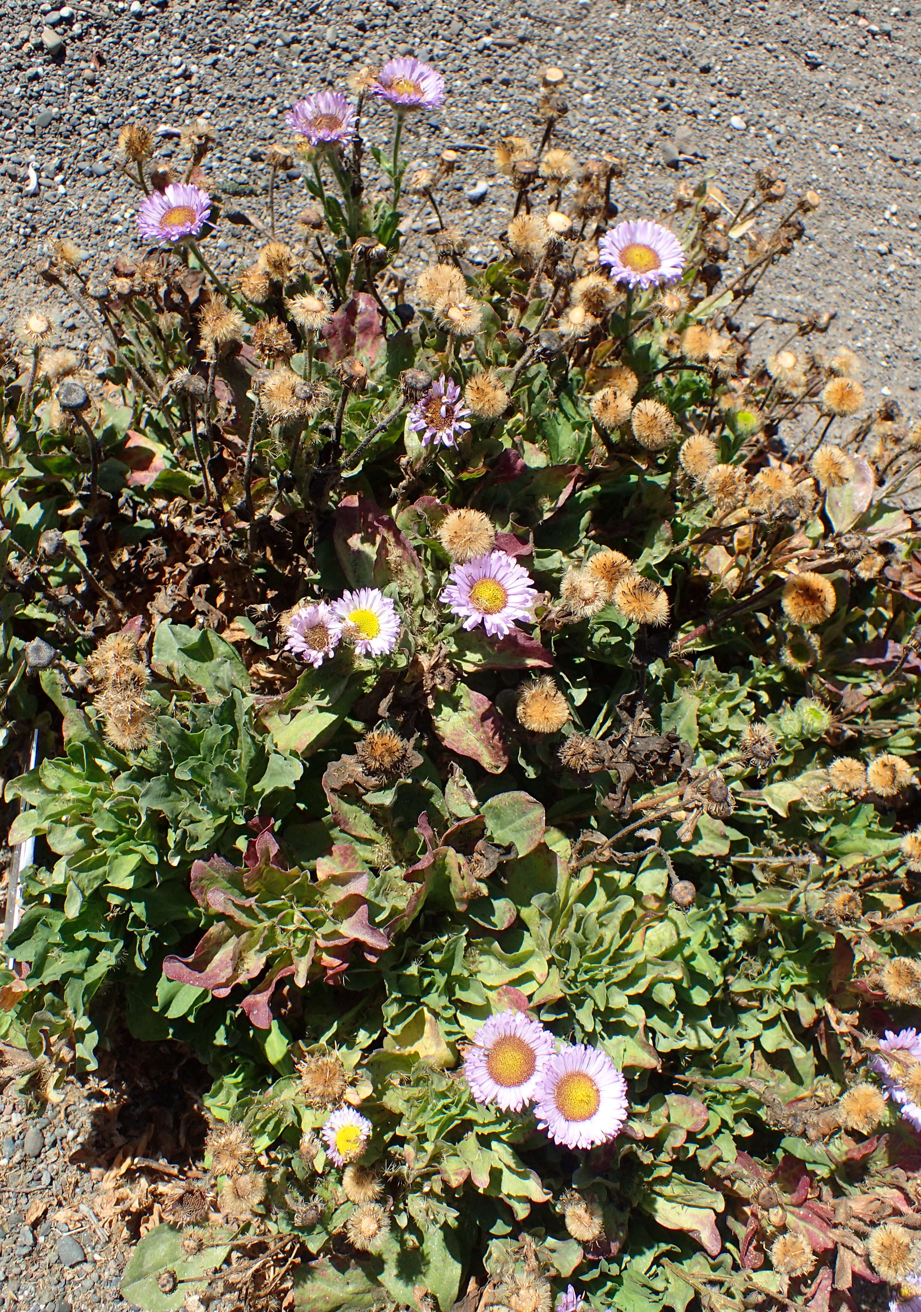 Слика од Erigeron glaucus Ker-Gawl.