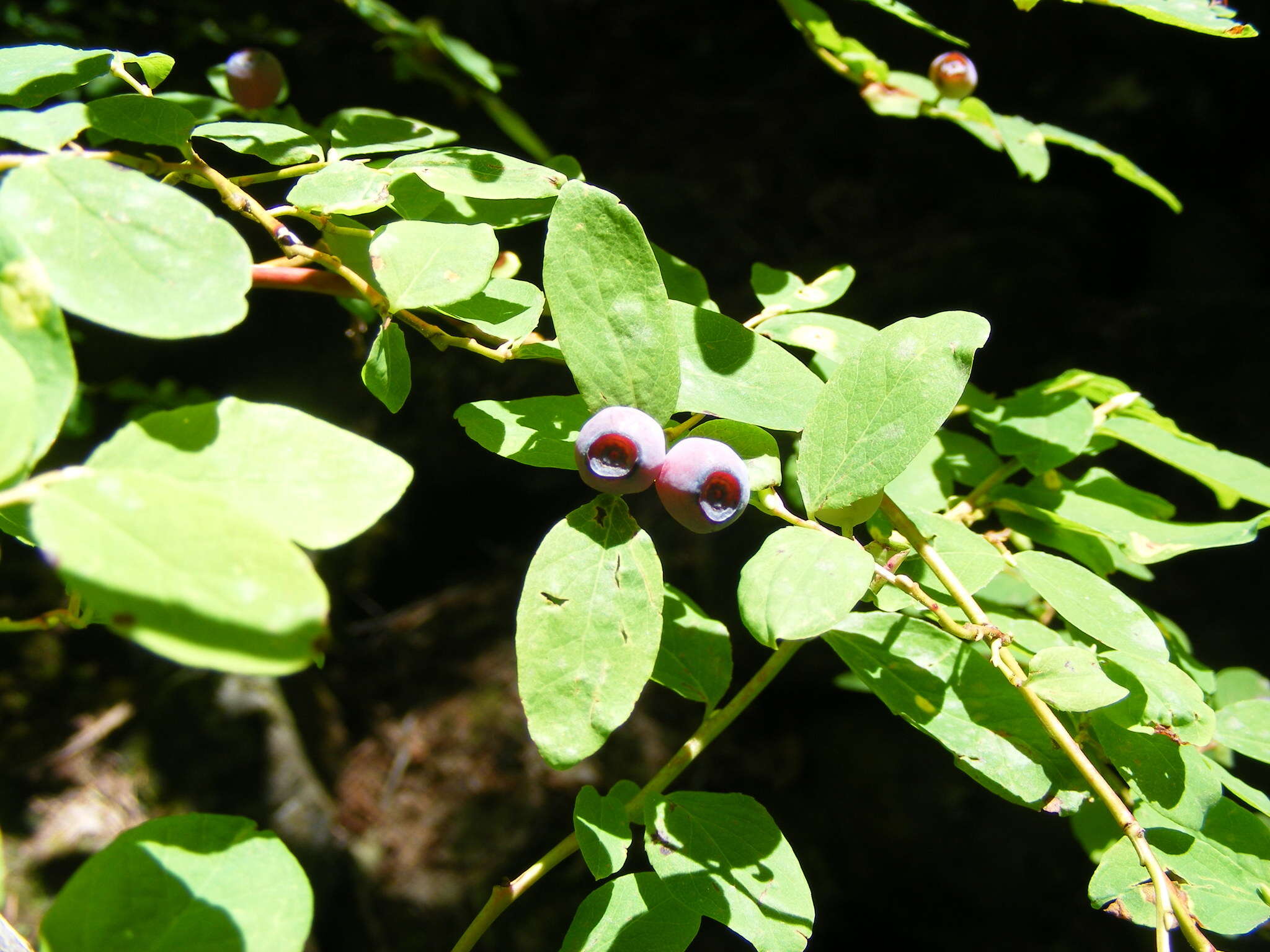 Image of Alaska blueberry